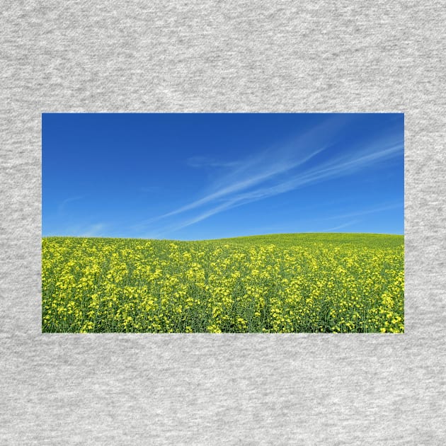 Canola Fields under a Prairie Sky by Steves-Pics